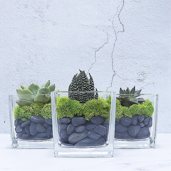 화분월드 천연 인테리어 정원 어항 장식 돌 흑자갈 0호 1.5kg