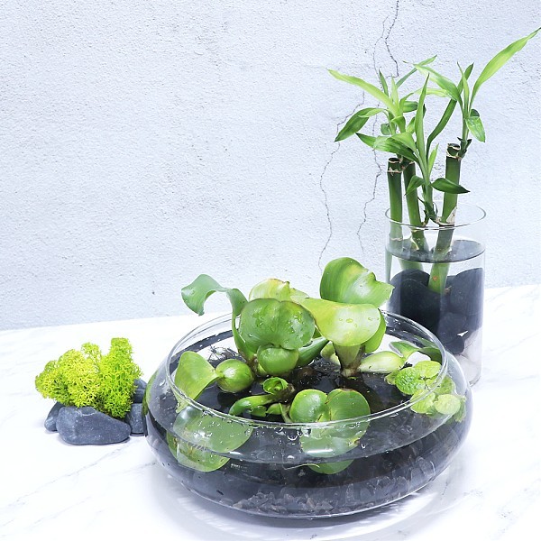 화분월드 천연 인테리어 정원 어항 장식 돌 흑자갈 5호 1.5kg