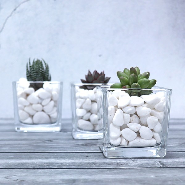 화분월드 천연 인테리어 정원 어항 장식 돌 백자갈 0호 1.5kg