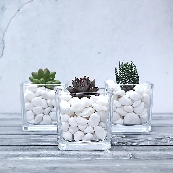 화분월드 천연 인테리어 정원 어항 장식 돌 백자갈 1호 1.5kg