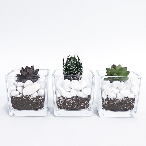 화분월드 천연 인테리어 정원 어항 장식 돌 백자갈 5호 1.5kg