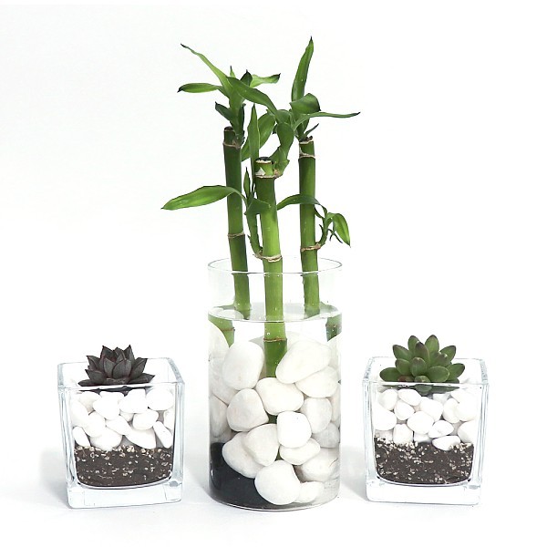 화분월드 천연 인테리어 정원 어항 장식 돌 백자갈 7호 1.5kg