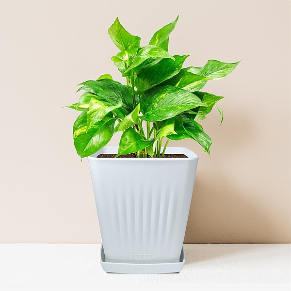 화분월드 모던라인 사각 화분 + 받침 세트