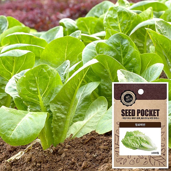 청로메인 씨앗 (1000립)