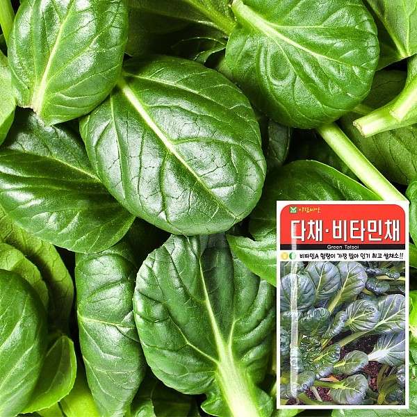 다채·비타민채 씨앗 (2000립)