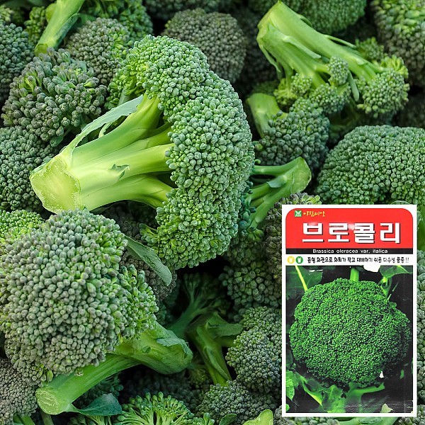 브로콜리 씨앗 (100립)