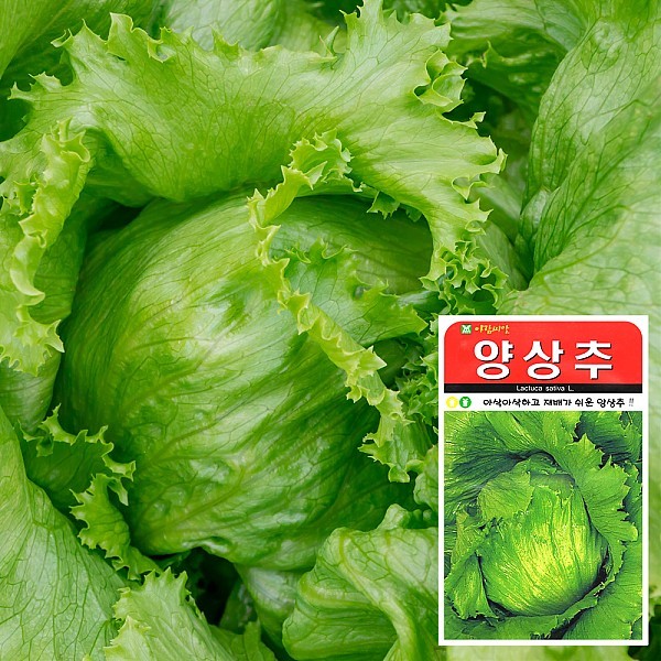 양상추 씨앗 (1000립)