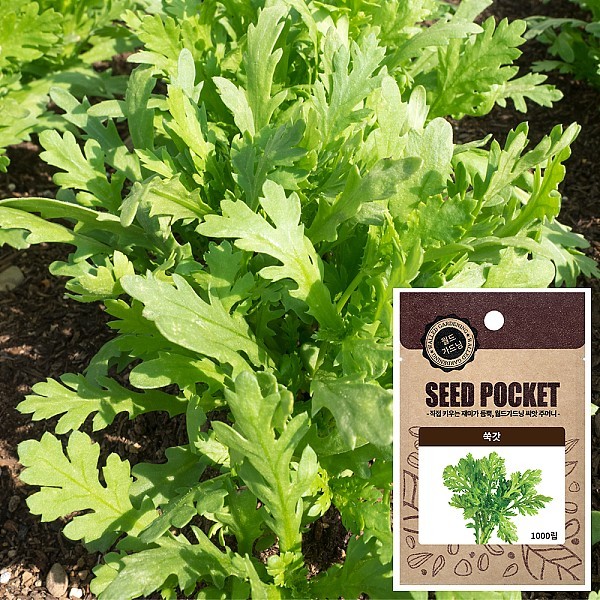 쑥갓 씨앗 (1000립)
