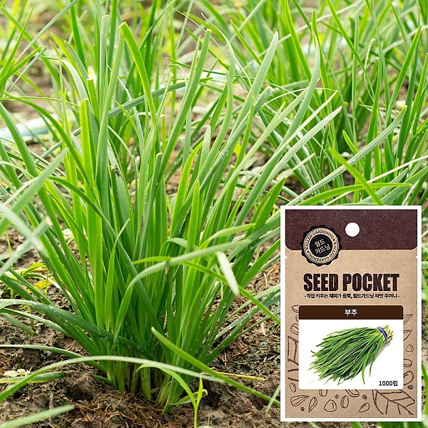 부추 씨앗 (1000립)