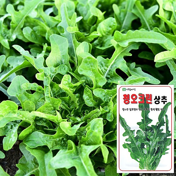 청오크린 씨앗 (1000립)