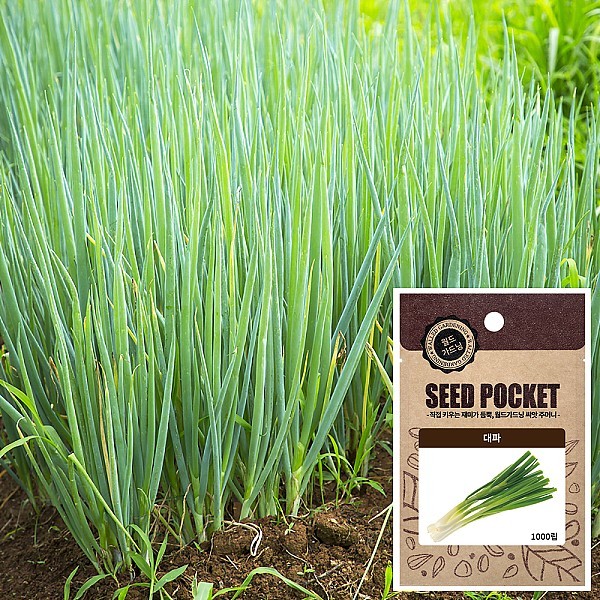 대파 씨앗 (1000립)