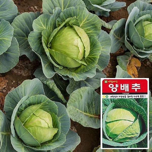 양배추 씨앗 (100립)