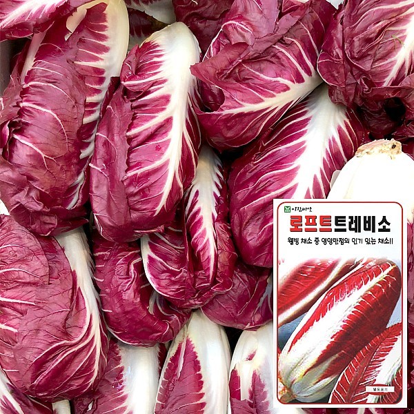 트레비소 씨앗 (1000립)