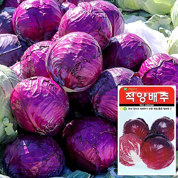 적양배추 씨앗 (100립)