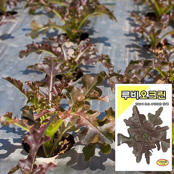 루비오크린 씨앗 (1000립)