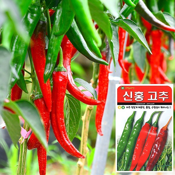 신홍고추 씨앗 (100립)