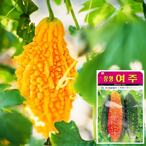 여주 씨앗 (10립)