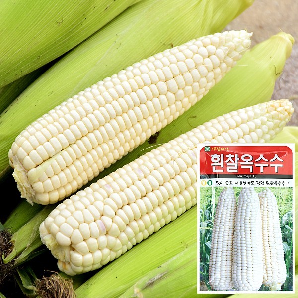 흰찰옥수수 씨앗 (30g)