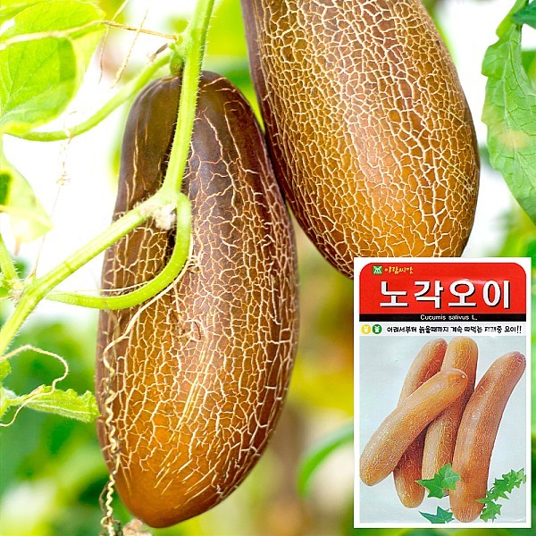 노각오이 씨앗 (50립)