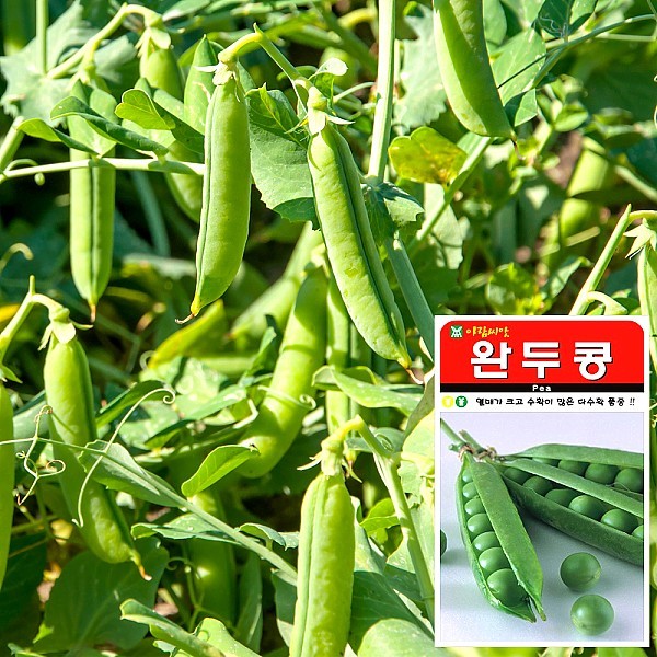 완두콩 씨앗 (100립)