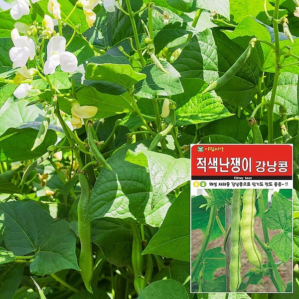 적색강낭콩 씨앗 (30g)
