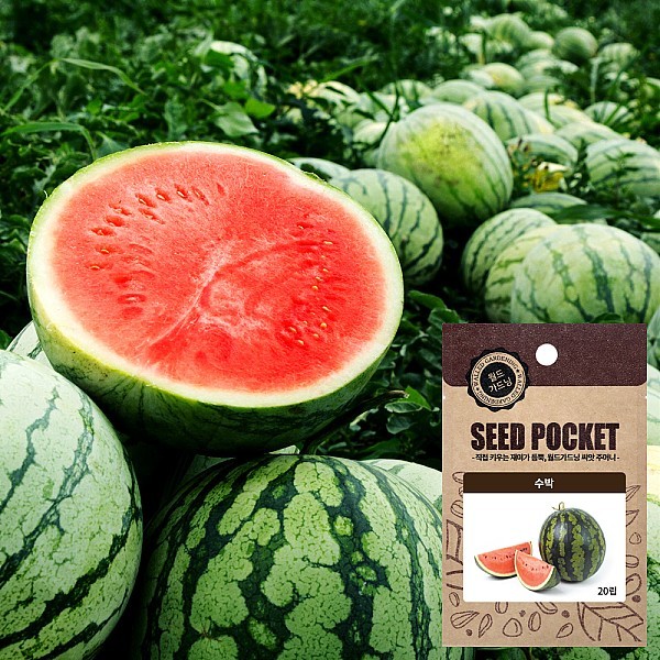 꿀단지 수박 씨앗 (20립)