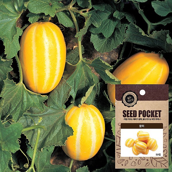 하니 꿀참외 씨앗 (50립)
