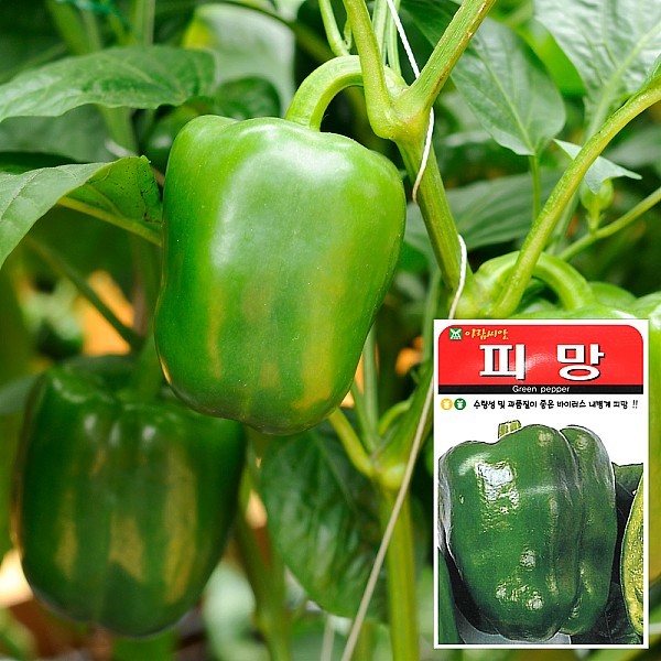 피망 씨앗 (20립)