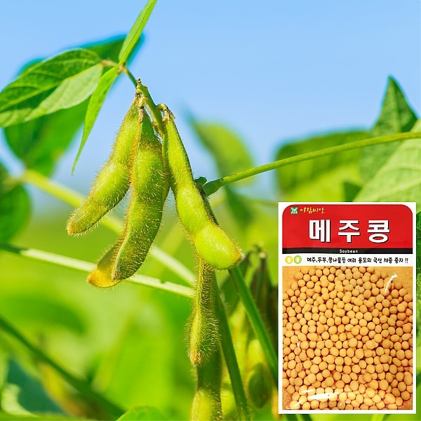 메주콩 씨앗 (30g)