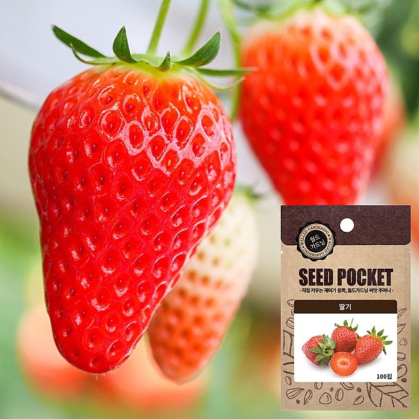 딸기 씨앗 (100립)