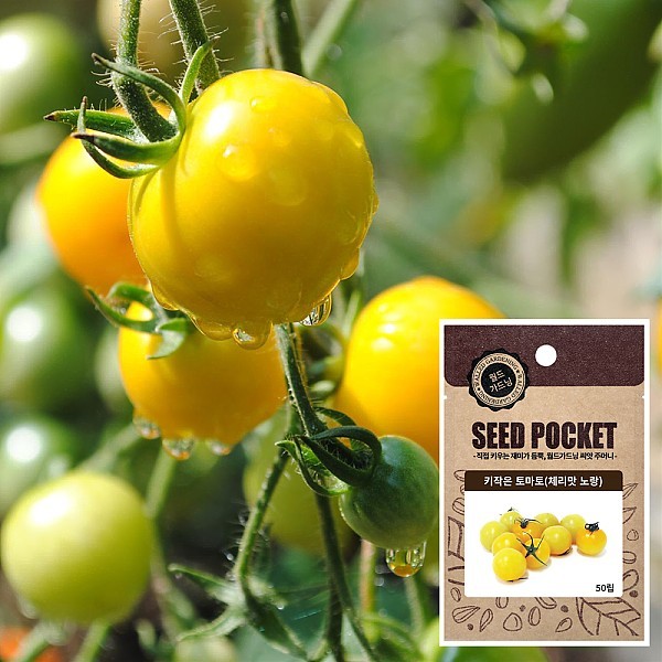 화분월드 키작은 토마토 씨앗(체리맛 노랑) 방울토마토