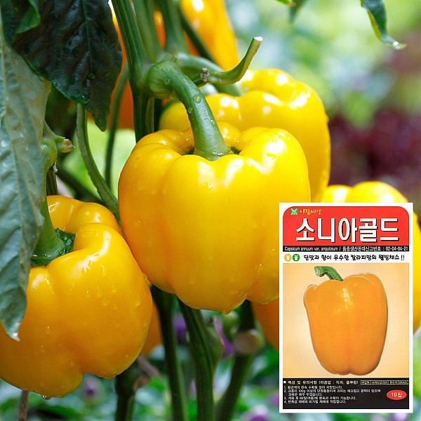 소니아골드 씨앗 (10립)