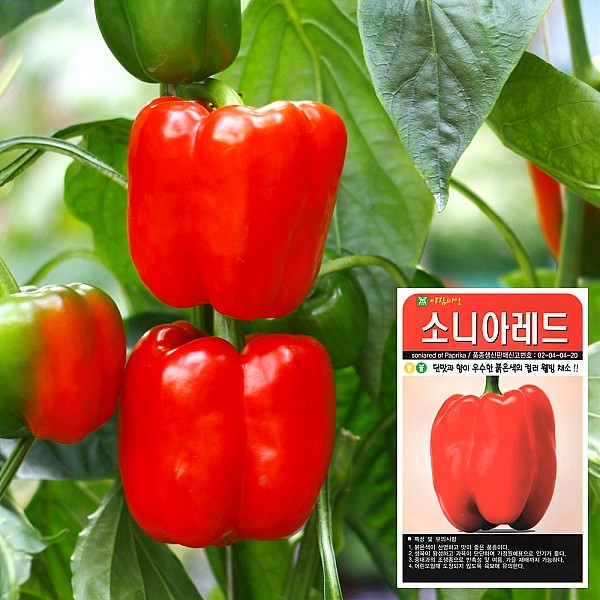 소니아레드 씨앗 (10립)