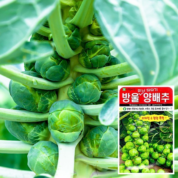 방울양배추 씨앗 (500립)