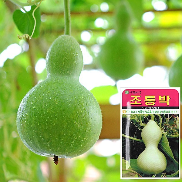 조롱박 씨앗 (10립)