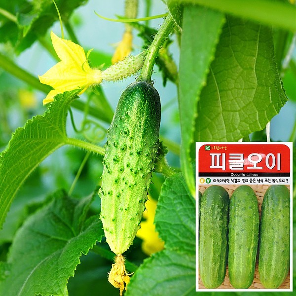 피클오이 씨앗 (50립)