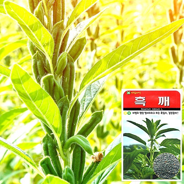 흑깨 씨앗 (1000립)
