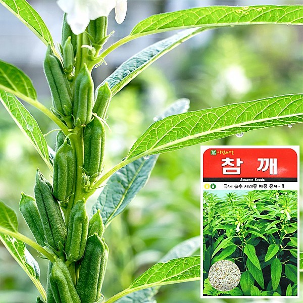 참깨 씨앗 (1000립)