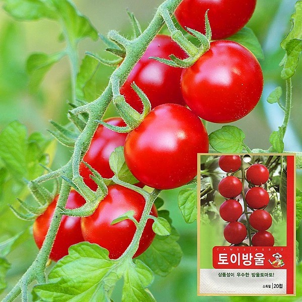 웰빙 방울토마토 씨앗 (20립)