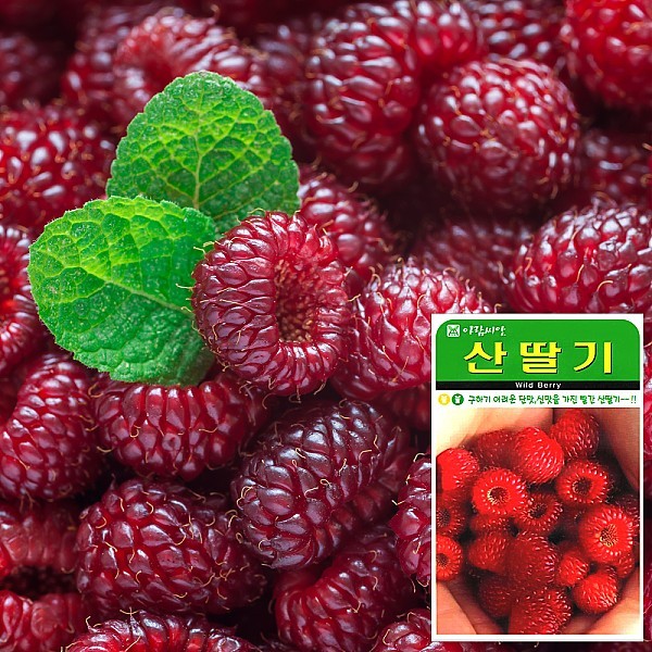 산딸기 씨앗 (100립)